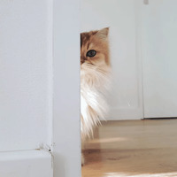 Сломанные коты 2