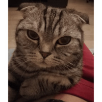 Сломанные коты 2