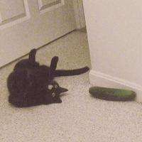 Сломанные коты 2