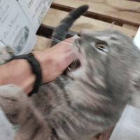 Сломанные коты 2