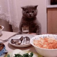 Сломанные коты 2