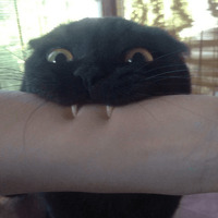 Сломанные коты 2