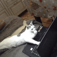 Сломанные коты 2