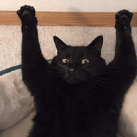 Сломанные коты 2