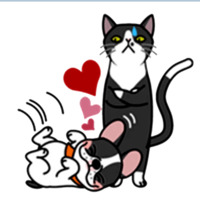 Смешные коты