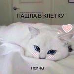 Котэ от Никича и Лиски