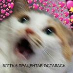 Котэ от Никича и Лиски