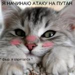 Котэ от Никича и Лиски