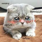 Котэ от Никича и Лиски