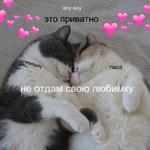 Котэ от Никича и Лиски