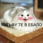 Котэ от Никича и Лиски