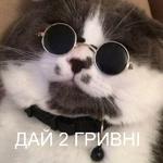 Котэ от Никича и Лиски