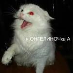 Котэ от Никича и Лиски