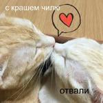 Котэ от Никича и Лиски
