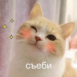 Котэ от Никича и Лиски