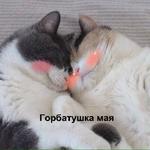 Котэ от Никича и Лиски