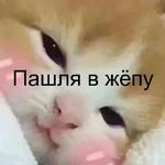 Котэ от Никича и Лиски