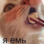 Котэ от Никича и Лиски