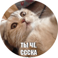 Кот Эрис