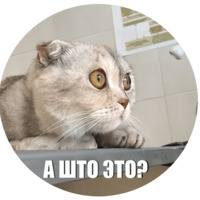Кот Эрис