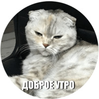 Кот Эрис