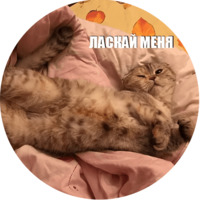 Кот Эрис