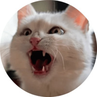 Котики и кошечки 2