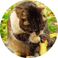 Котики и кошечки 2