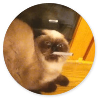 Котики и кошечки 2