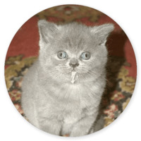 Котики и кошечки 2