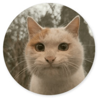 Котики и кошечки 2