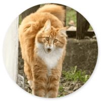 Котики и кошечки 2