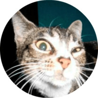 Котики и кошечки 2