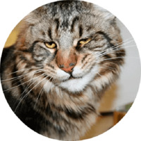 Котики и кошечки 2