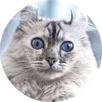 Котики и кошечки 2