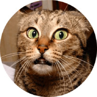 Котики и кошечки 2