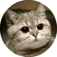 Котики и кошечки 2