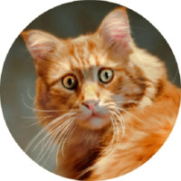 Котики и кошечки 2