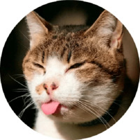 Котики и кошечки 2
