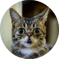 Котики и кошечки 2