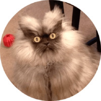 Котики и кошечки 2
