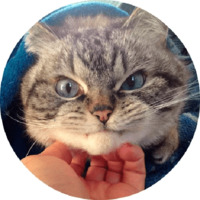 Котики и кошечки 2