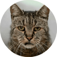Котики и кошечки 2