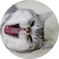 Котики и кошечки 2