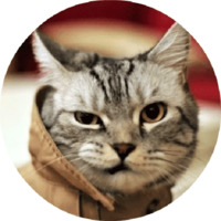 Котики и кошечки 2