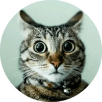Котики и кошечки 2