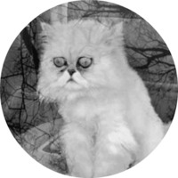 Котики и кошечки 2