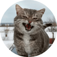 Котики и кошечки 2
