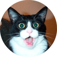 Котики и кошечки 2