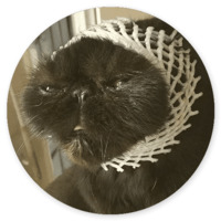 Котики и кошечки 2